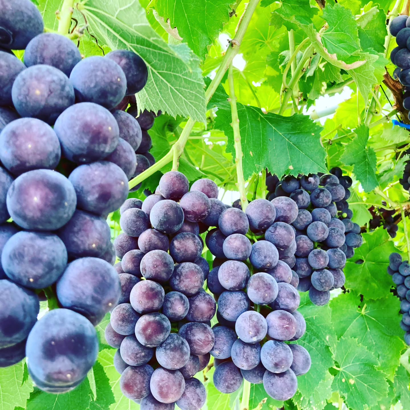 ぶどう狩り(あづましずく)営業日のご案内