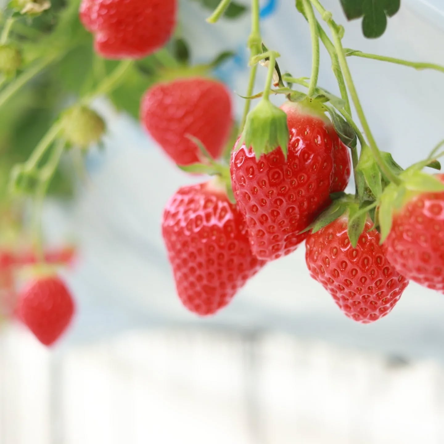 いちご狩り営業は６月８日です。