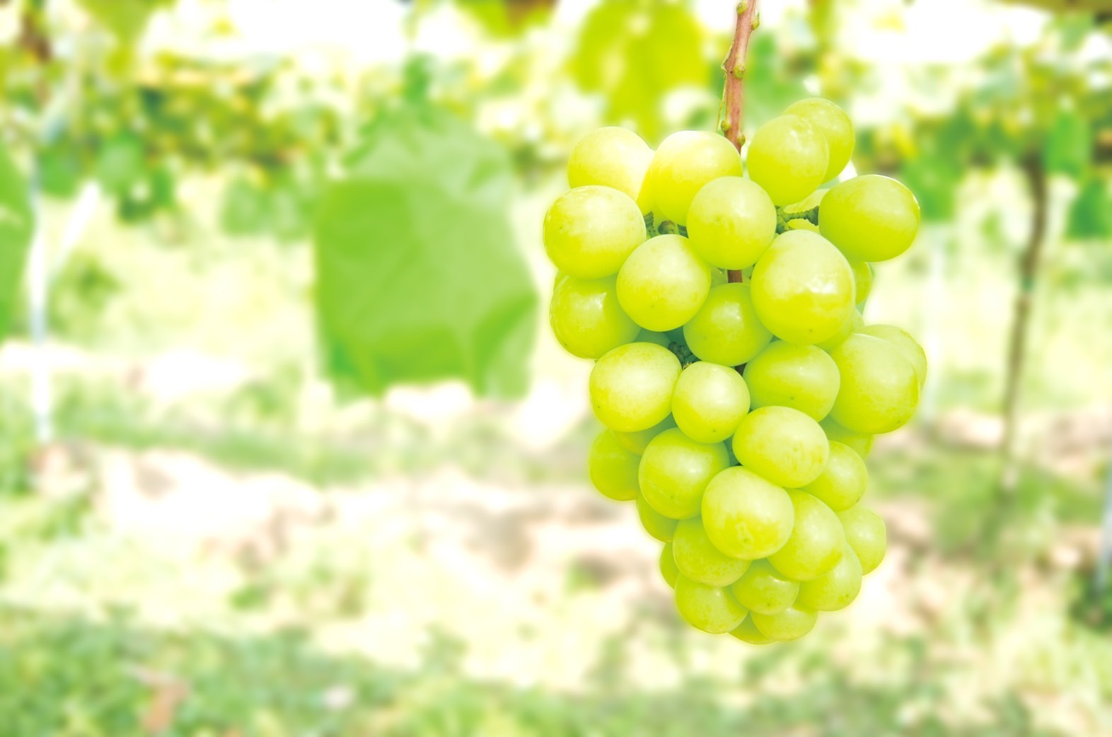 シャインマスカット狩りについて